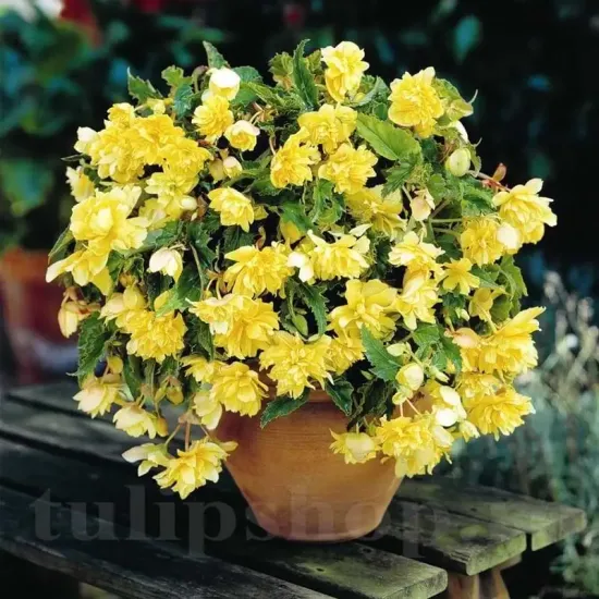 begonia curgatoare galbena ghiveci suspendat balcon