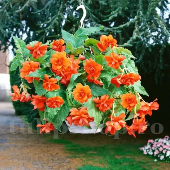 begonia curgatoare portocalie ghiveci suspendat balcon