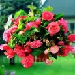 begonia curgatoare roz ghiveci suspendat terasa 110x110