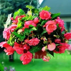 Bulbi Begonia Pendula Cascade Roz