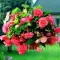 Bulbi Begonia Pendula Cascade Roz