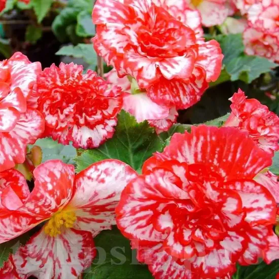 begonia marmorata decor balcon calitate superioara