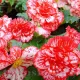 begonia marmorata decor balcon calitate superioara