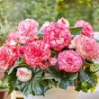 Bulbi Begonia Picotee White begonia picotee white red ghiveci terasa calitate superioara 110x110