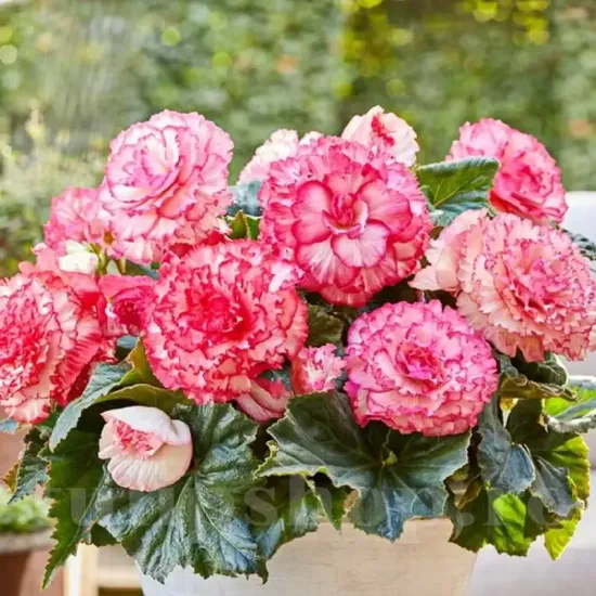 begonia picotee white red ghiveci terasa calitate superioara