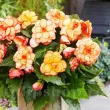 begonia picotee yellow ghiveci terasa calitate superioara 110x110