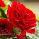 begonia red glory ghiveci suspendat calitate superioara