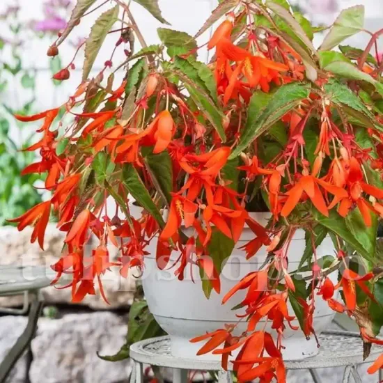 bulbi begonia boliviensis san francisco portocaliu somon