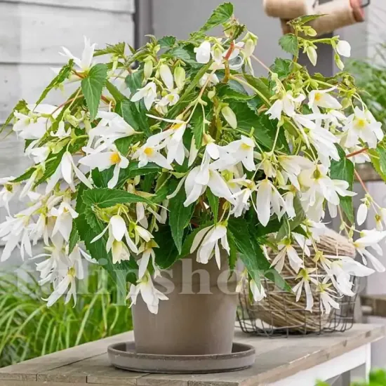 bulbi begonia boliviensis santa barbara alb pur