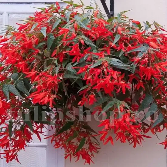 bulbi begonia boliviensis santa cruz rosu portocaliu