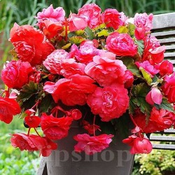 Bulbi Begonia Pendula Cascade Roz