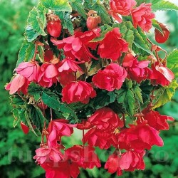 Bulbi Begonia Pendula Cascade Roz