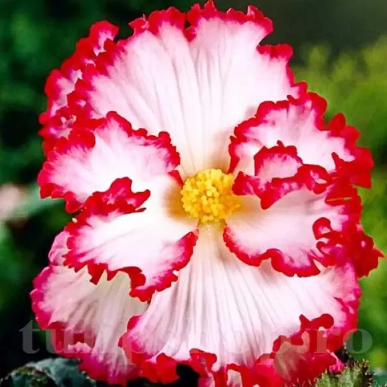 bulbi begonia crispa marginata alba margine rosie