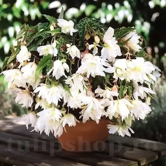 bulbi begonia curgatoare cascade alb pur