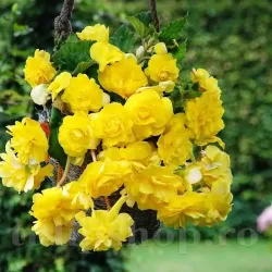 Bulbi Begonia Pendula Cascade Galben