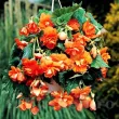 bulbi begonia curgatoare cascade portocaliu vibrant 110x110