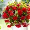 Bulbi Begonia Pendula Cascade Rosu
