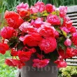 bulbi begonia curgatoare cascade roz pal 110x110