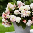 Bulbi Begonia Odorata Angelique bulbi begonia odorata angelique parfumata alb roz 110x110
