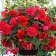 Bulbi Begonia Odorata Red Glory bulbi begonia odorata red glory rosu parfumat 110x110
