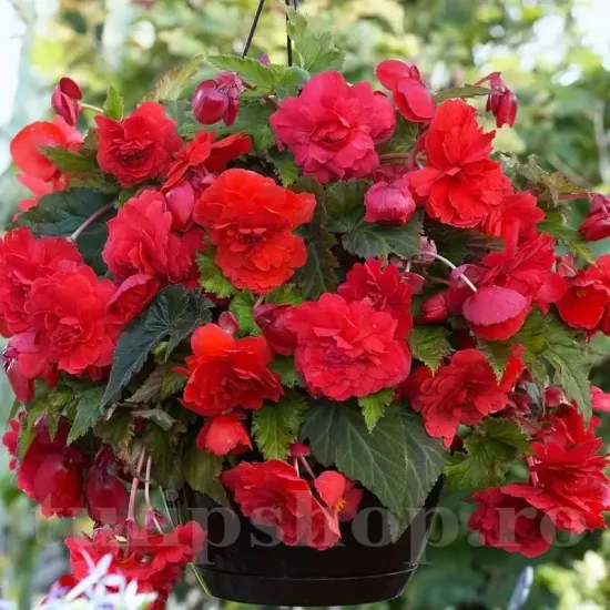 bulbi begonia odorata red glory rosu parfumat