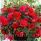 Bulbi Begonia Odorata Red Glory