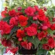 bulbi begonia odorata red glory rosu parfumat