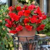 Bulbi Begonia Odorata Red Glory