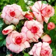 Bulbi Begonia Picotee White bulbi begonia picotee alba margine rosie 110x110