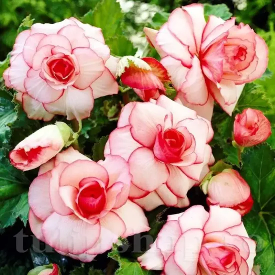 bulbi begonia picotee alba margine rosie