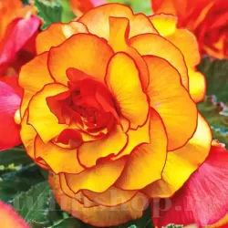 Bulbi Begonia Picotee Yellow