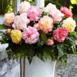 bulbi begonia samba mix culori variate 110x110