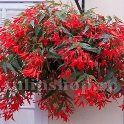 Bulbi Begonia Boliviensis Santa Cruz Bulbi Begonia Boliviensis Santa Cruz