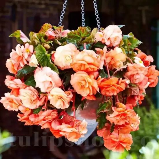 bulbi begonia splendide apricot caisa pastel