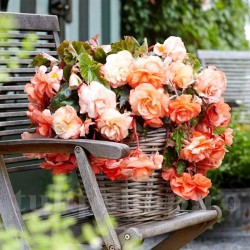 Bulbi Begonia Splendide Apricot