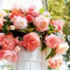 Bulbi Begonia Splendide Flamenca