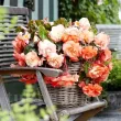 decor terasa begonia splendide apricot calitate superioara 110x110