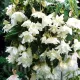 detaliu floare alba begonia pendula cascade
