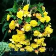 Bulbi Begonia Pendula Cascade Galben detaliu floare dubla begonia pendula galbena 110x110