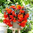 detaliu floare dubla begonia pendula portocalie 110x110