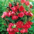 detaliu floare dubla begonia pendula roz 110x110