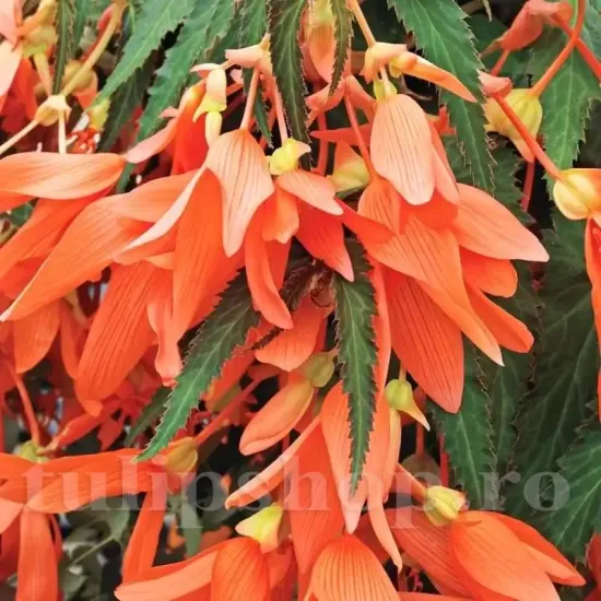 floare begonia boliviensis san francisco alungita portocalie
