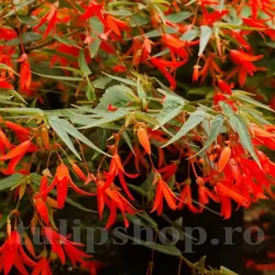 Bulbi Begonia Boliviensis Santa Cruz
