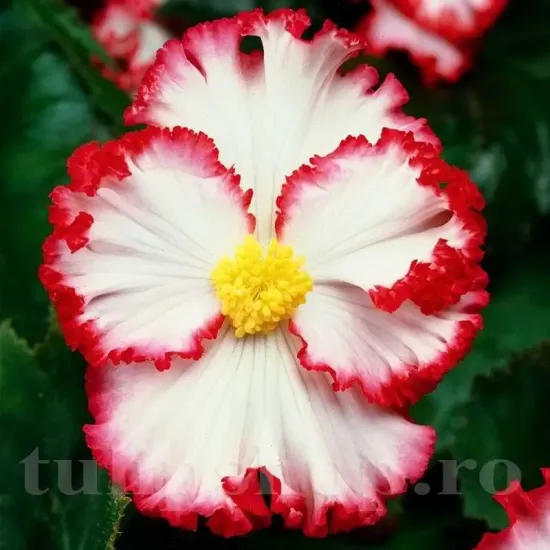 floare begonia crispa marginata alb rosu incretita