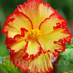 Bulbi Begonia Crispa Marginata Galbena