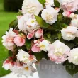 Bulbi Begonia Odorata Angelique floare begonia odorata angelique aspect trandafir dublu 110x110