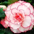 Bulbi Begonia Picotee White floare begonia picotee white red alb rosu batuta 110x110