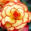 floare begonia picotee yellow galben rosu batuta 110x110