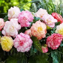 Bulbi Begonia Samba Mix
