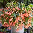 Bulbi Begonia Boliviensis San Francisco tuberi begonia boliviensis san francisco calitate 1 110x110